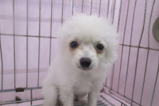 부산 사하 다산로에서 흰색 강아지 구조