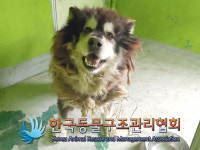 경기 동두천 강변서로에서 알라스칸 말라뮤트 구조