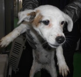 대구 북구 검단동 민들레타운 부근에서 흰갈색 강아지 구조