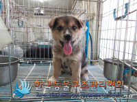 서울 서초구 서초종합체육관 인근에서 갈검흰색 강아지 구조
