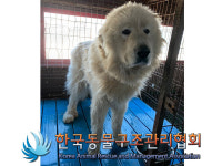 경기 양주 은현면 은현로에서 초록목줄 그레이트 피레니즈 구조