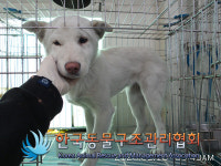경기 양주 덕정동 서희스타일스 인근에서 흰색 강아지 구조