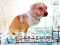 경기 동두천 동광로 유치원 앞에서 갈흰색 강아지 구조