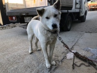 경기 시흥 포도원로에서 파란목줄 흰색 강아지 구조