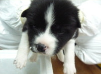 제주 서귀포 표선읍 세성로에서 흰검색 강아지 구조