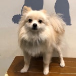 서울 강동구 광나루 한강공원에서 포메라니안 구조