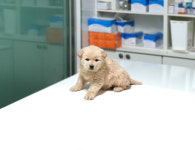 경기 여주 능서면 백양1길에서 크림색 강아지 구조