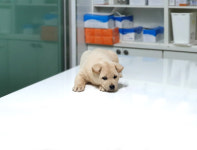 경기 여주 능서면 백양1길에서 크림색 강아지 구조