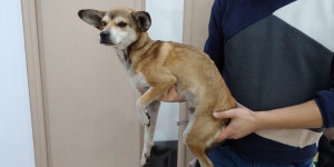 경기 파주 월롱면 통일면 군부대에서 갈색 강아지 구조