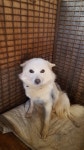 전북 김제 벽지산로에서 흰색 강아지 구조