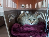 경북 포항 용흥로 쌍용아파트에서 노르웨이숲 느낌 고양이 구조