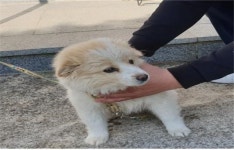 경남 고성 기월1길에서 연갈색 강아지 구조