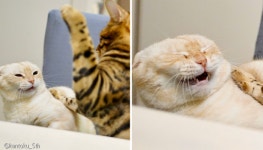 집사 안 말리고 뭐하냥!..동생한테 냥펀치 맞고 억울상 된 고양이