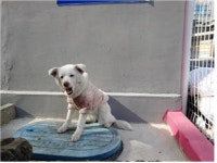 대전 서구 괴정동 빌라 인근에서 분홍옷 흰색 강아지 구조