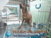 서울 동대문구 답십리동에서 이탈리안 그레이 하운드 강아지 구조