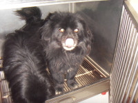 전북 전주 대정길에서 파란줄에 묶인 까만 강아지 구조