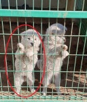 강원 화천 하리파출소에서 흰색 강아지 2마리 구조