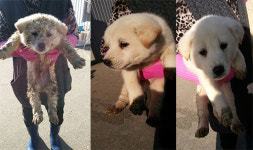 부산 강서 금호순서길 수로 아래에서 갈색 강아지 구조