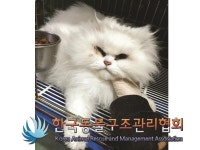 경기 동두천 안흥로에서 페르시안 친칠라 구조