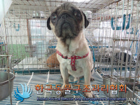 서울 중랑구 중화2동에서 퍼그 구조