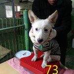 인천 남동구 논현동에서 갈색 강아지 구조