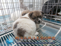 경기 연천 군남면 남계리 영농단지에서 갈검흰색 강아지 구조