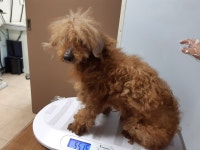 울산 북구 호계중학교 근처에서 푸들 구조