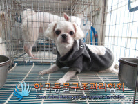 서울 은평구 증산동~신사동 일대에서 흰색 말티즈 구조
