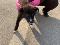 부산 강서 화전산단4로 우방아이유쉘에서 까만색 강아지 구조