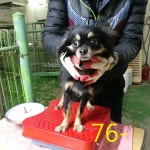 인천 남동구 간석동에서 치와와 꼬몽이 발견 보호