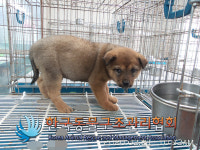 경기 동두천 천보산로 야산에서 검갈흰색 강아지 구조