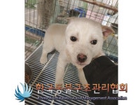 경기 동두천 천보산로 야산에서 흰색 강아지 구조
