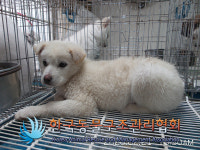경기 동두천 천보산로 야산에서 흰색 강아지 구조