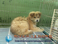 경기 의정부 동일로 서울승마클럽 인근에서 갈색 강아지 구조