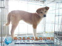 의정부 동일로 서울승마클럽 인근에서 갈흰색 강아지 구조