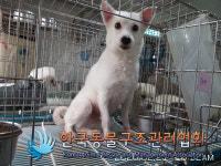 서울 구로구 고척로에서 스피츠 구조