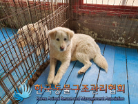 김포 통진읍 서암리에서 흰색 강아지 구조
