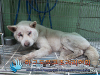 포천 내촌면 안골1길에서 흰색 강아지 구조