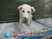 포천 금강로에서 흰색 강아지 구조