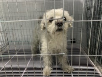 울산 울주 남창강변로에서 말티즈 구조