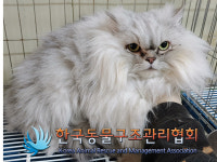 서울 성동구 성수동1가에서 페르시안 친칠라 고양이 구조