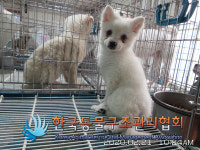 서울 동대문구 장안시장 일대에서 포메라니안 구조