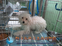 서울 노원구 월계동 월계주공에서 갈흰색 푸들 구조