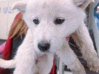 인천 서구 금곡동에서 흰색 강아지 구조