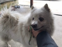 경기 광명 광명로145에서 스피츠 구조