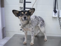 경기 가평 범바위 방앗간에서 흰검색 강아지 구조