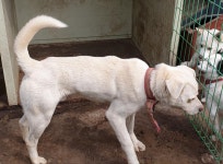 강원 화천 간천3리 마을에서 빨간목줄 흰색 강아지 구조