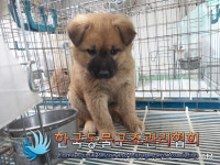 서울 송파구 마천로에서 갈검색 강아지 구조