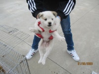 강원 동해 북평주민센터 주차장에서 흰갈색 강아지 구조