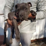 부탁해요..아빠가 학대한 강아지 몰래 보호소에 데려다준 12세 소년